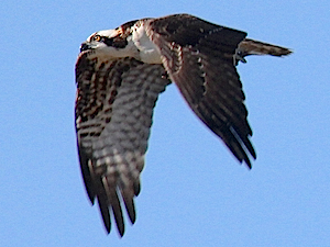 Osprey